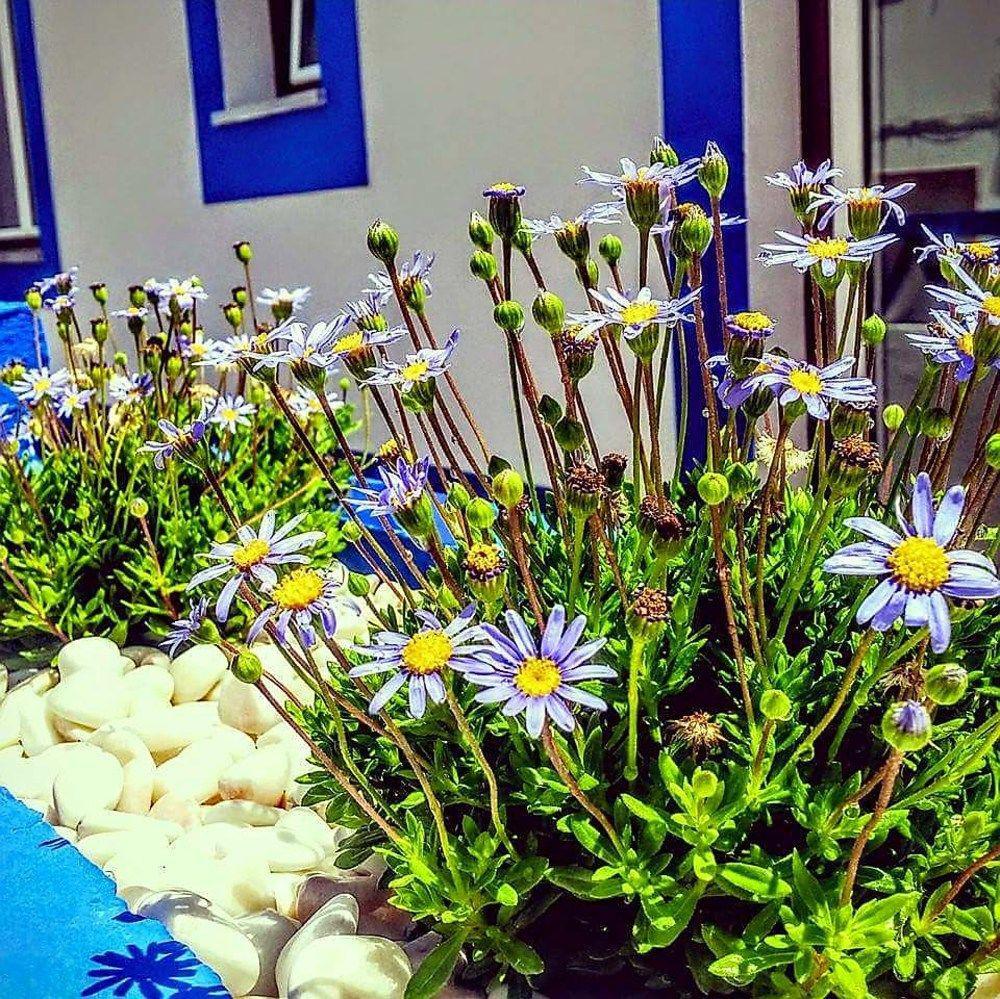 Pure Flor De Esteva Vila do Bispo Εξωτερικό φωτογραφία